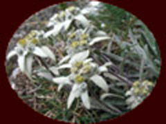 Group of Edelweisse flowers